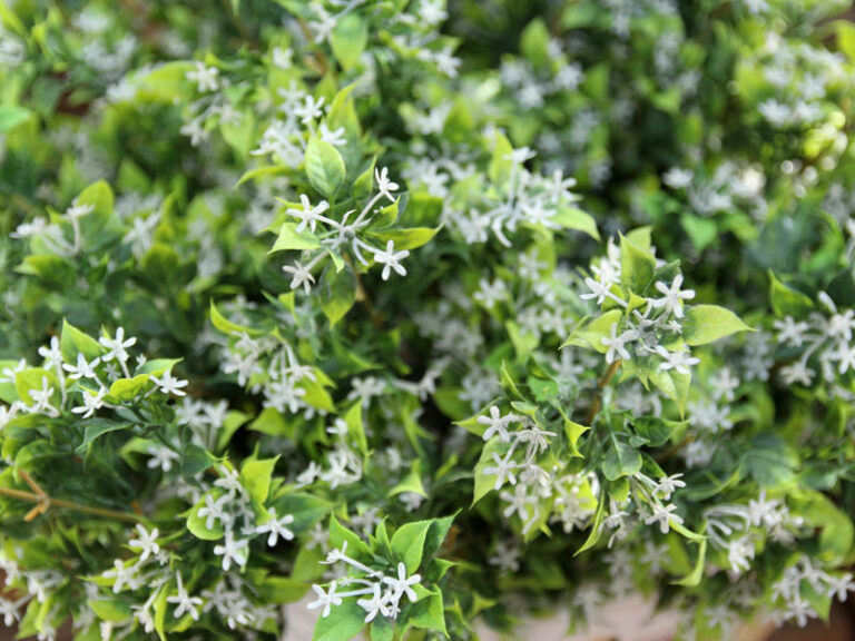 Kunstblume „Zweig Eucalyptus III“ – Keramik-Scheune